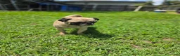 Pug dogs for sale: Pug 1 - Ad 2