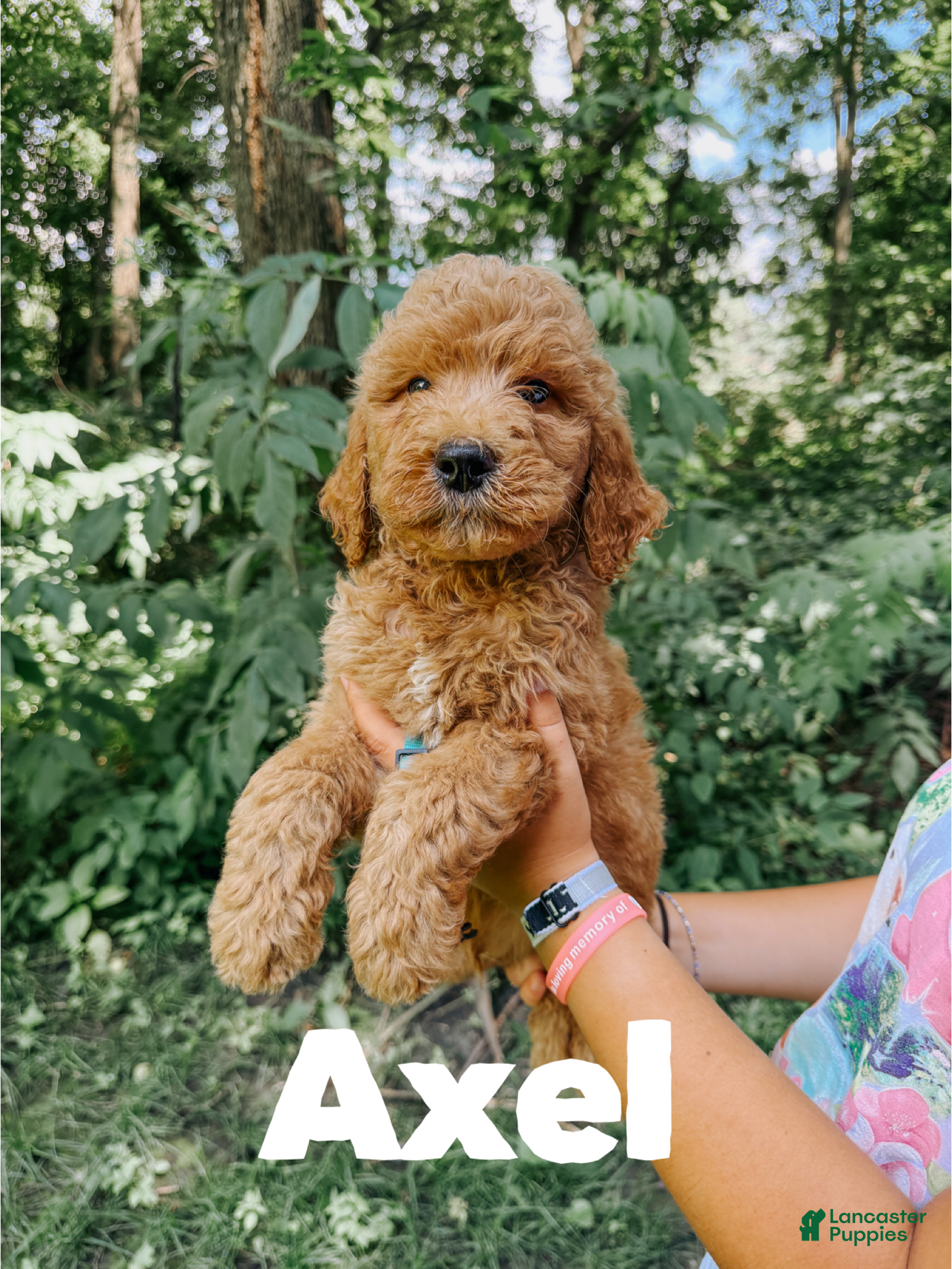 Goldendoodle dogs Axel - Ad 36