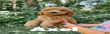 Axel