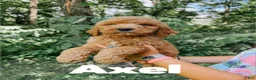 Goldendoodle dogs for sale: Axel - Ad 1