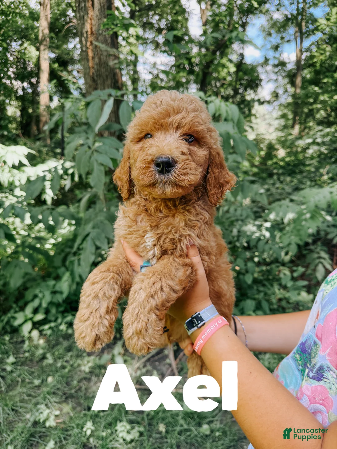 Goldendoodle dogs for sale: Axel - Ad 1