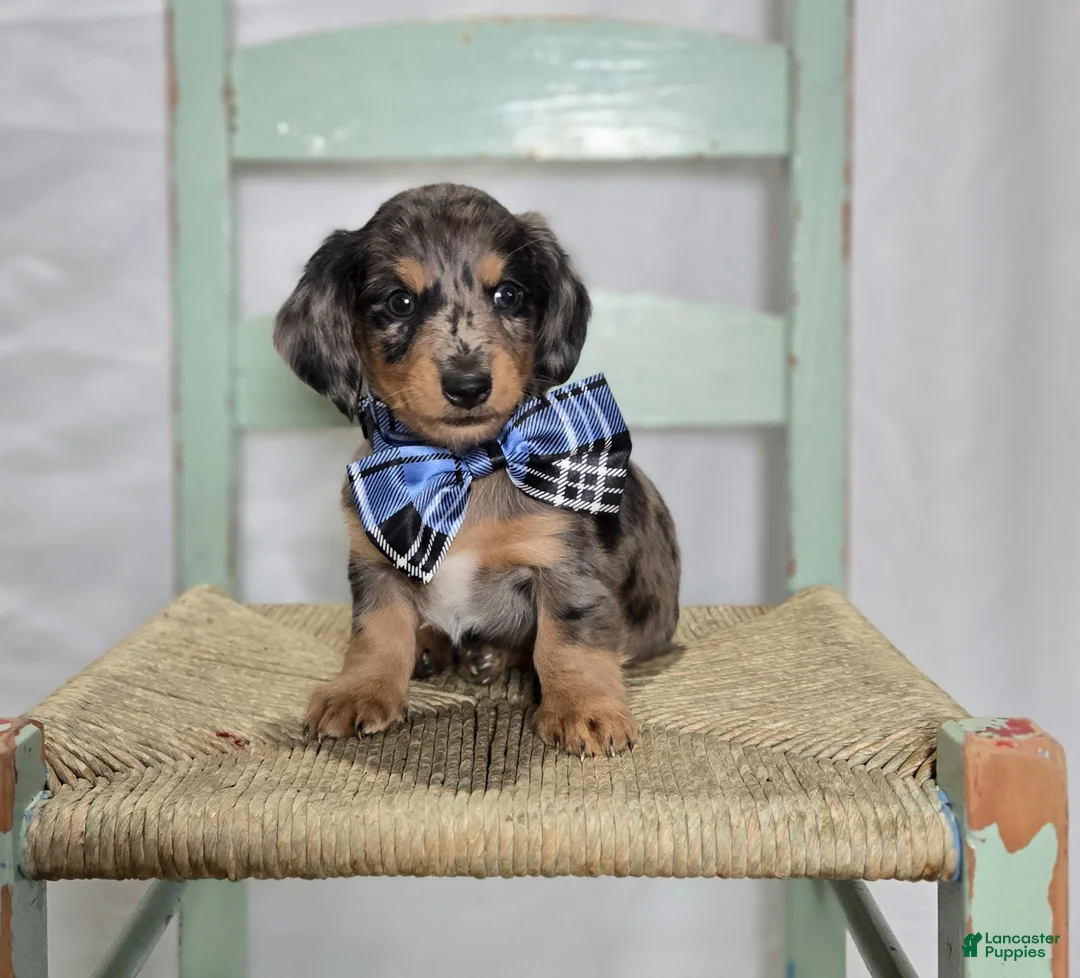 Miniature Dachshund dogs for sale: King - Ad 2
