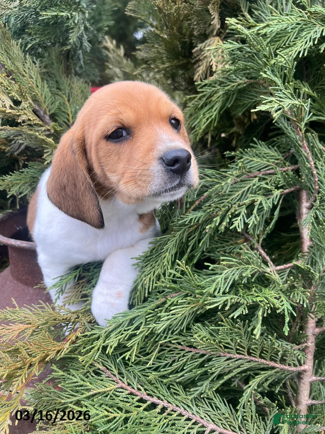 Beagle dogs for sale: Abby - Ad 5