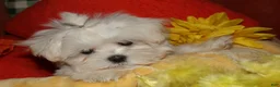 Maltese dogs for sale: Mable - Ad 3