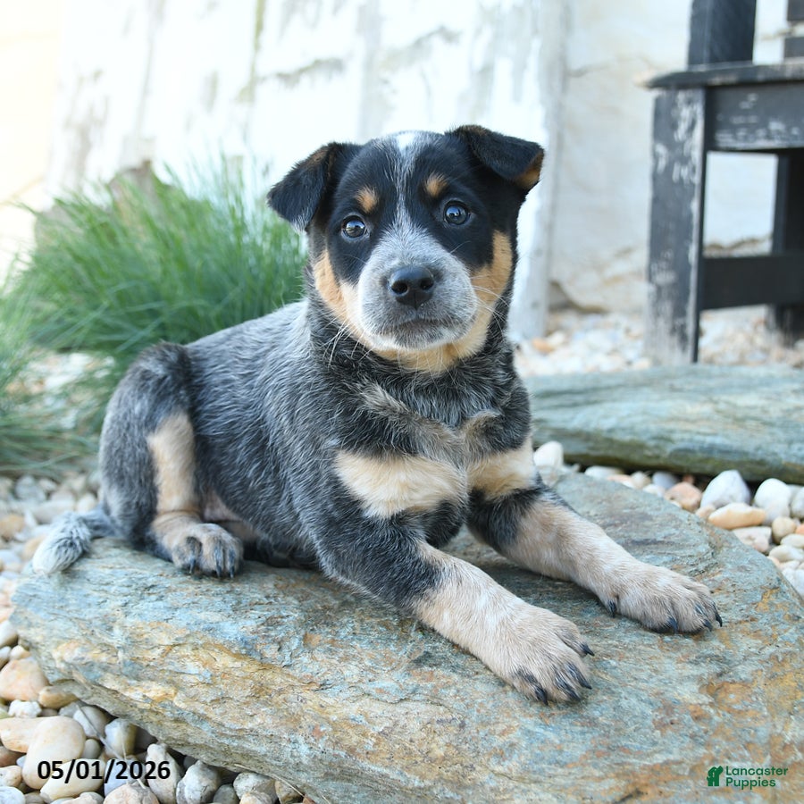 Australian Cattle Dog dogs Loretta - Ad 2