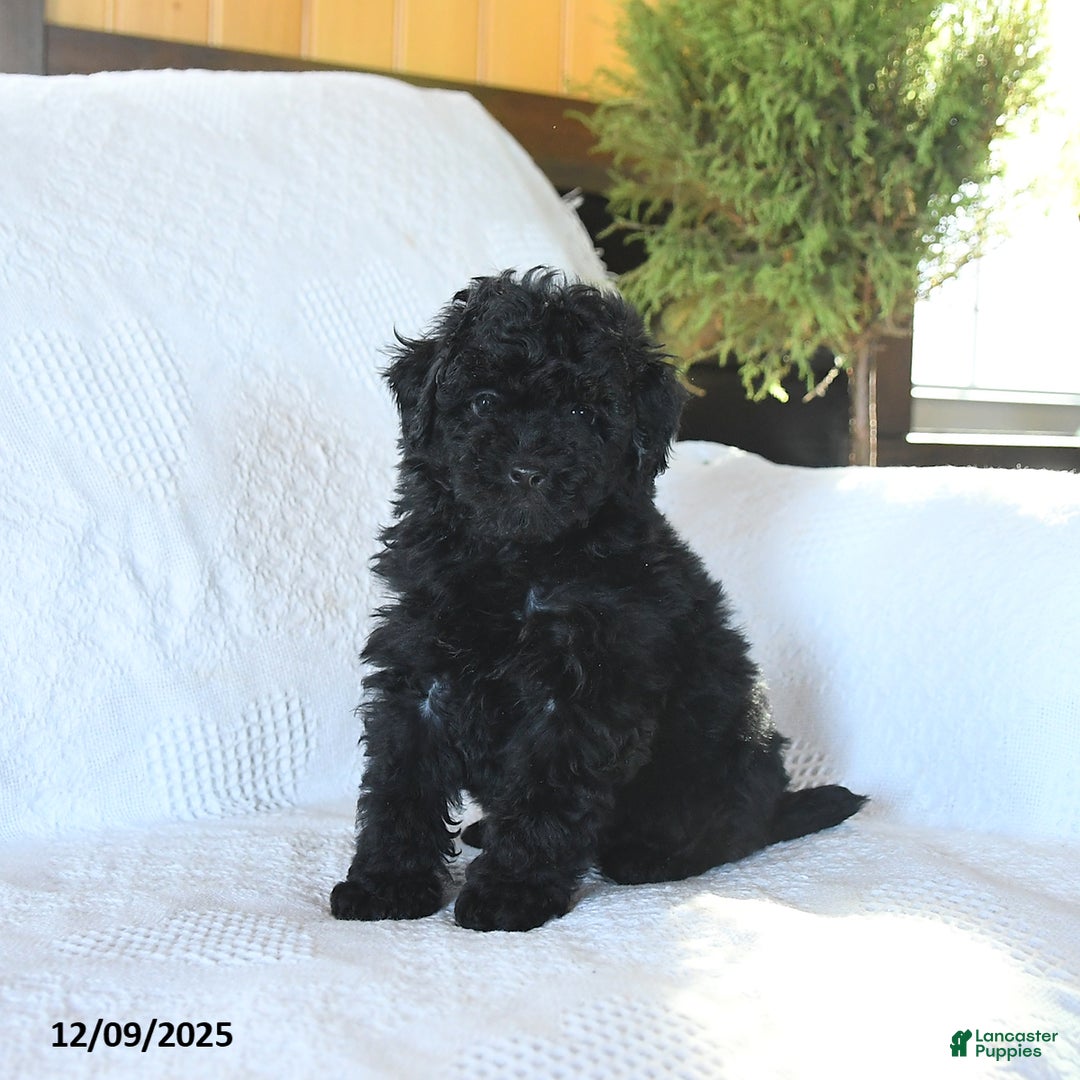 Miniature Poodle dogs for sale: Pongo - Ad 2