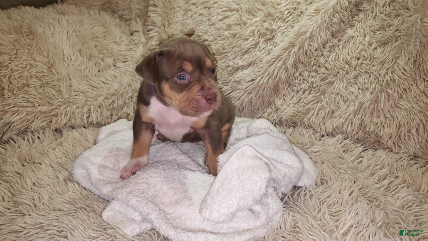 American Bully dogs for sale: PURPLE - Ad 2