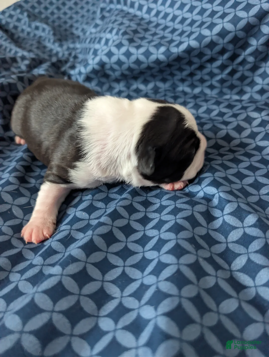 Boston Terrier dogs for sale: Tom - Ad 2