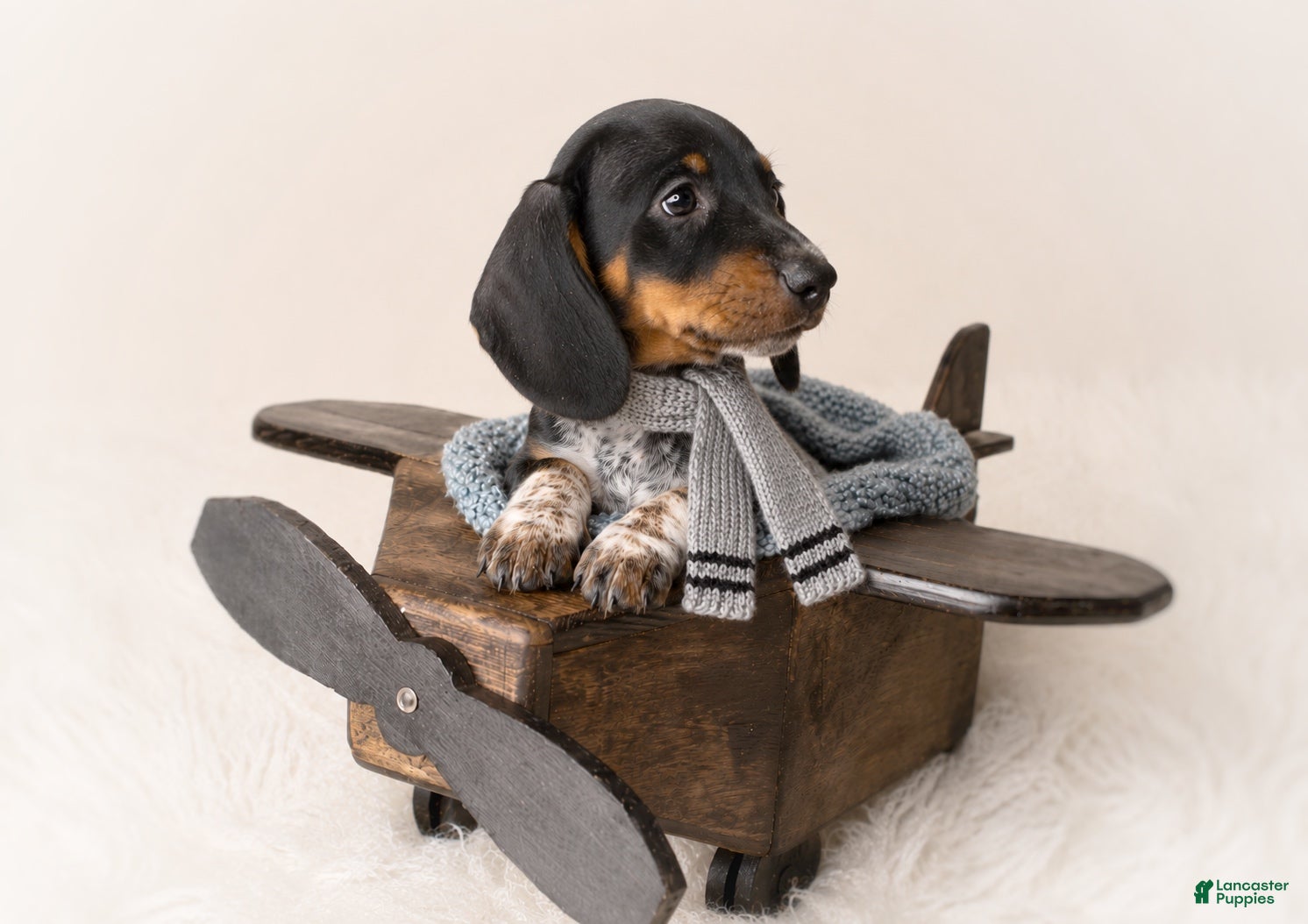 Miniature Dachshund dogs Haney - Ad 2