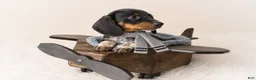 Miniature Dachshund dogs for sale: Haney - Ad 2