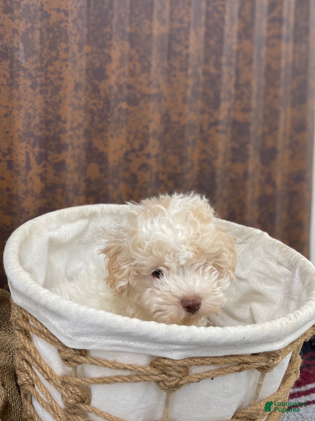 Miniature Poodle dogs for sale: Sheldon - Ad 15