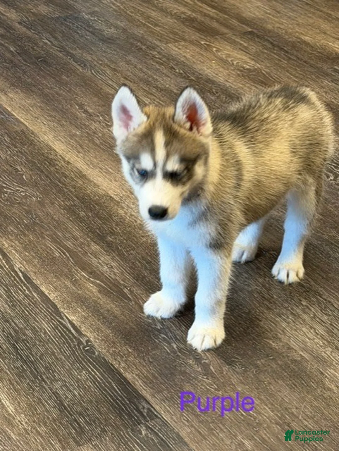 Siberian Husky dogs for sale: Repunzel - Ad 1