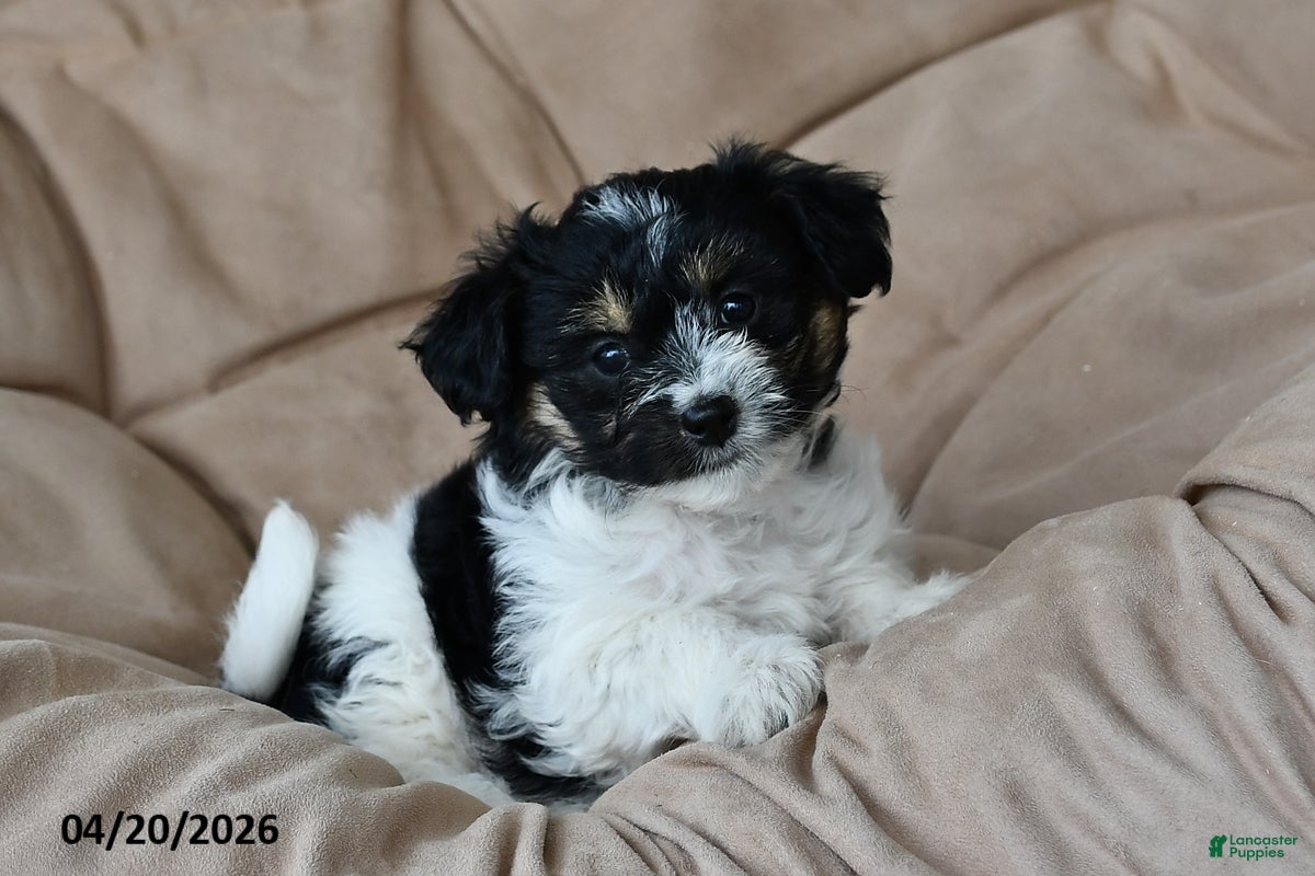 Mixed Breed dogs Daisy - Ad 1