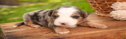 Mini Bernedoodle dogs for sale: Huck F1 Mini Bernedoodle  - Ad 11