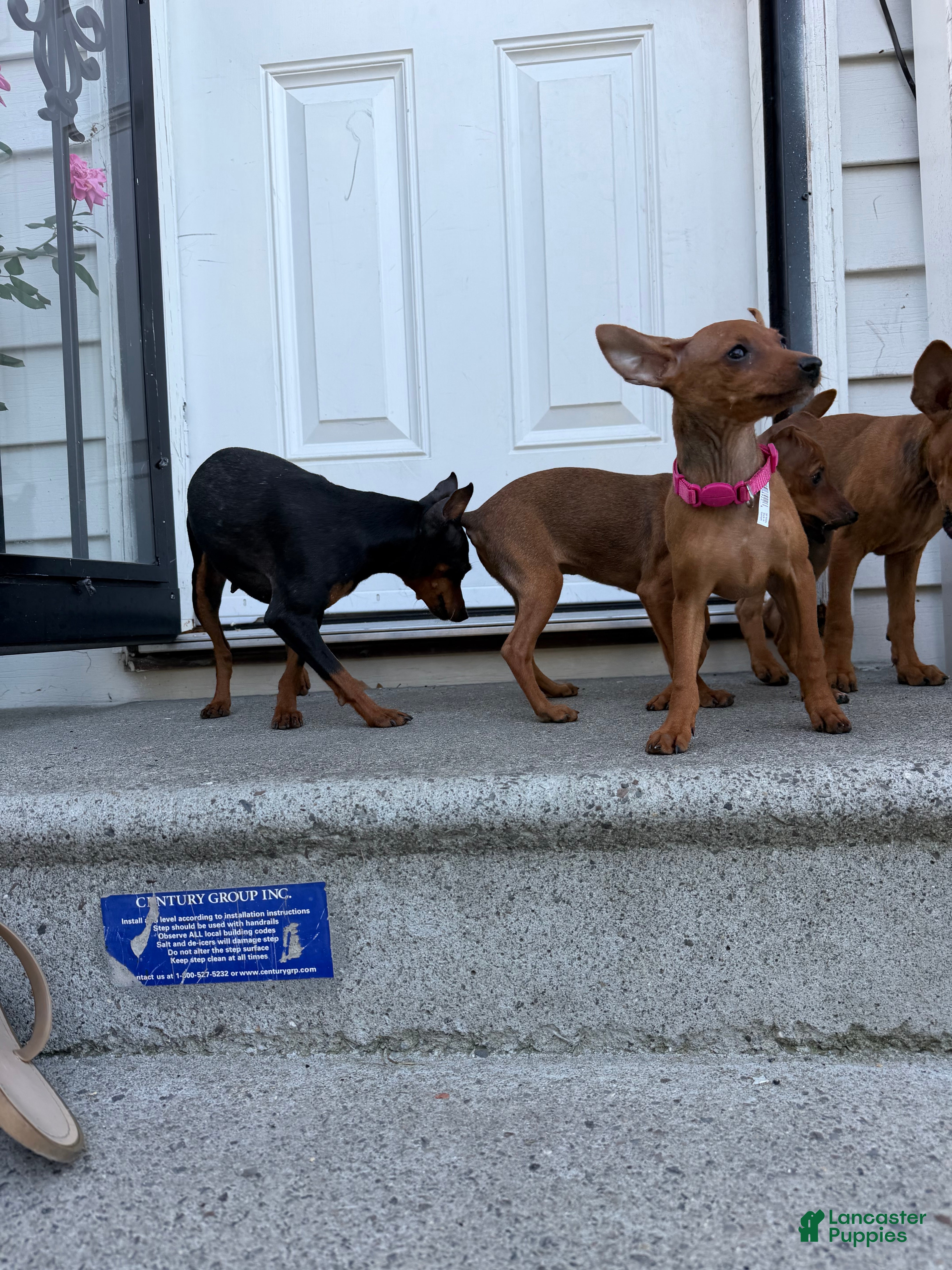 Miniature Pinscher dogs Miniature Pinscher 3 - Ad 36
