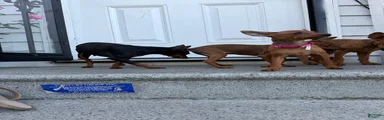 Miniature Pinscher 3