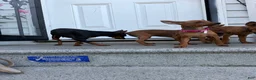 Miniature Pinscher dogs for sale: Miniature Pinscher 3 - Ad 1