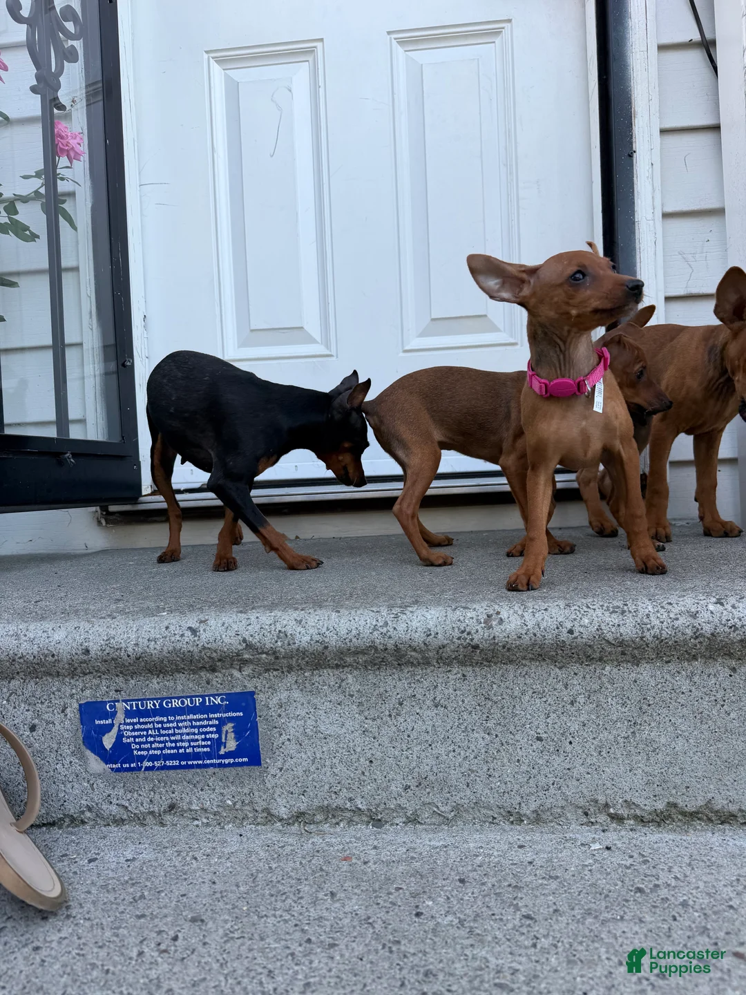 Miniature Pinscher dogs for sale: Miniature Pinscher 3 - Ad 1