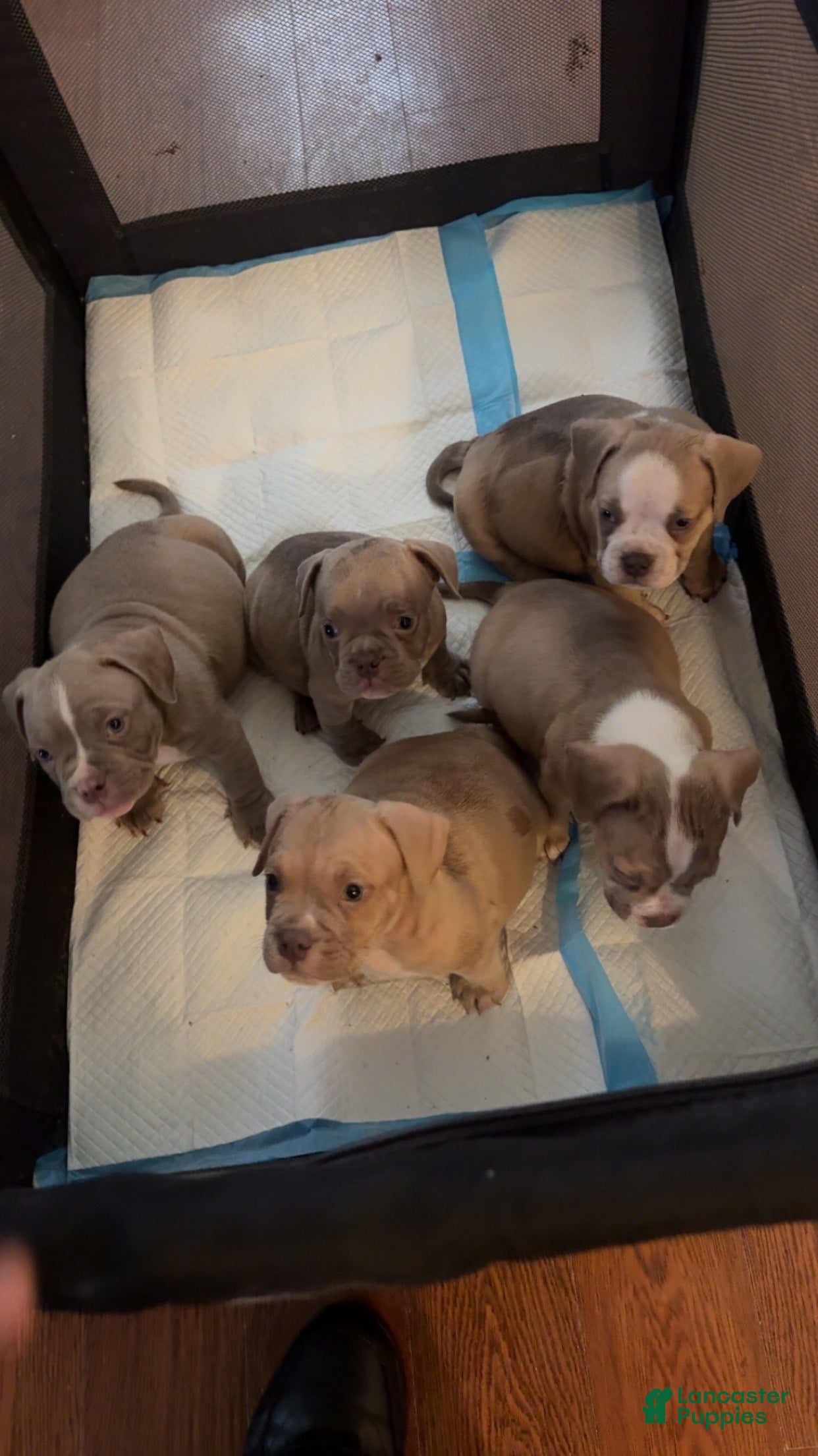 American Bully dogs American Bully Puppy 2 - Ad 41