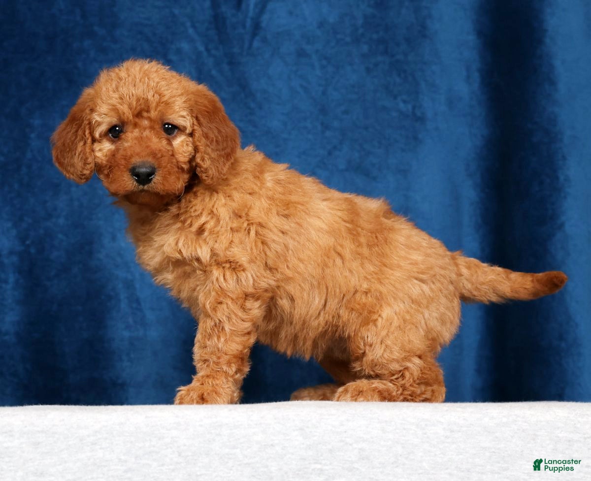 Mini Goldendoodle dogs Stella - Ad 2