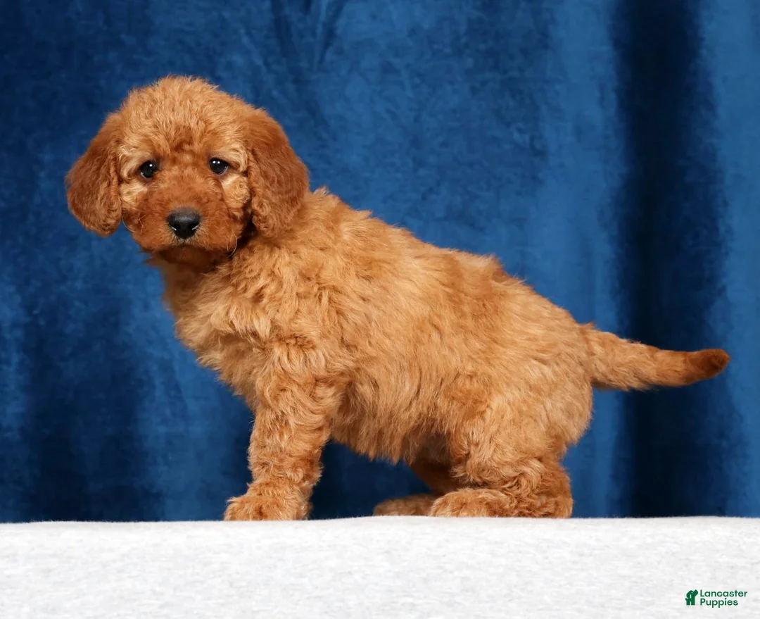 Mini Goldendoodle dogs for sale: Stella - Ad 2