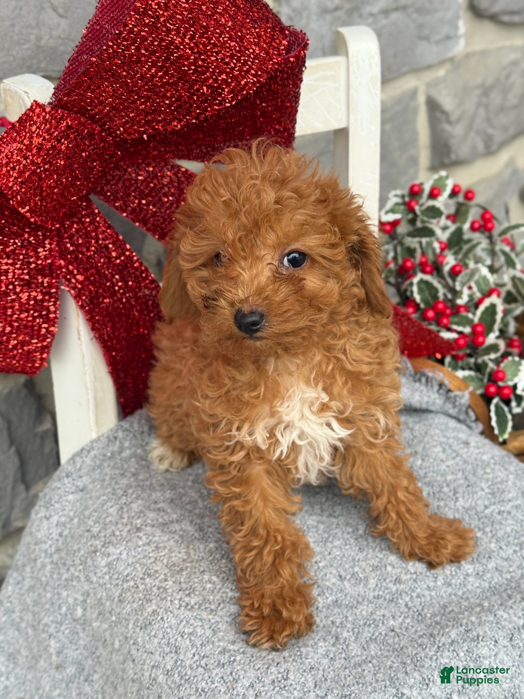 Toy Poodle dogs for sale: Kira - Ad 9