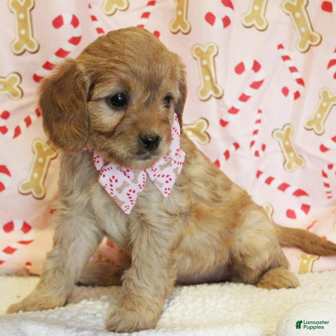 Cavapoo dogs for sale: Gingerbread - Ad 2