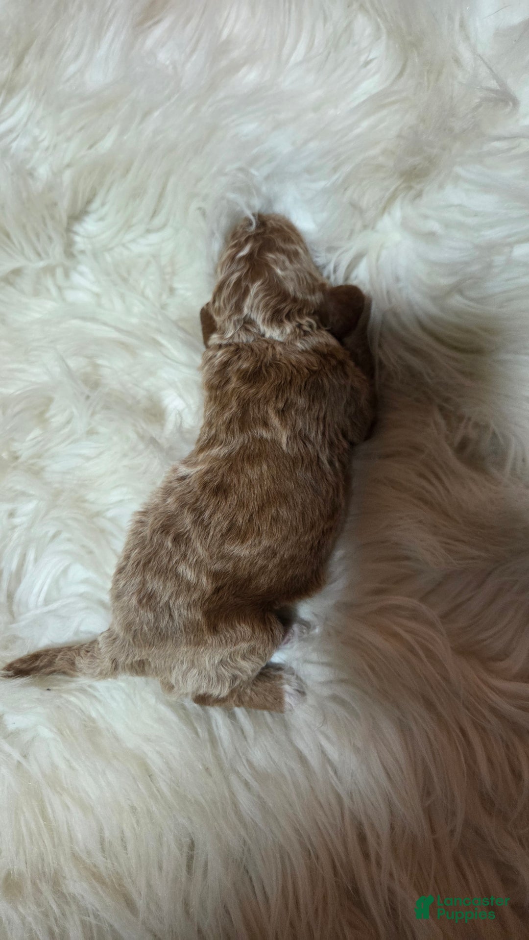 Cavapoo dogs for sale: Dutton  - Ad 9