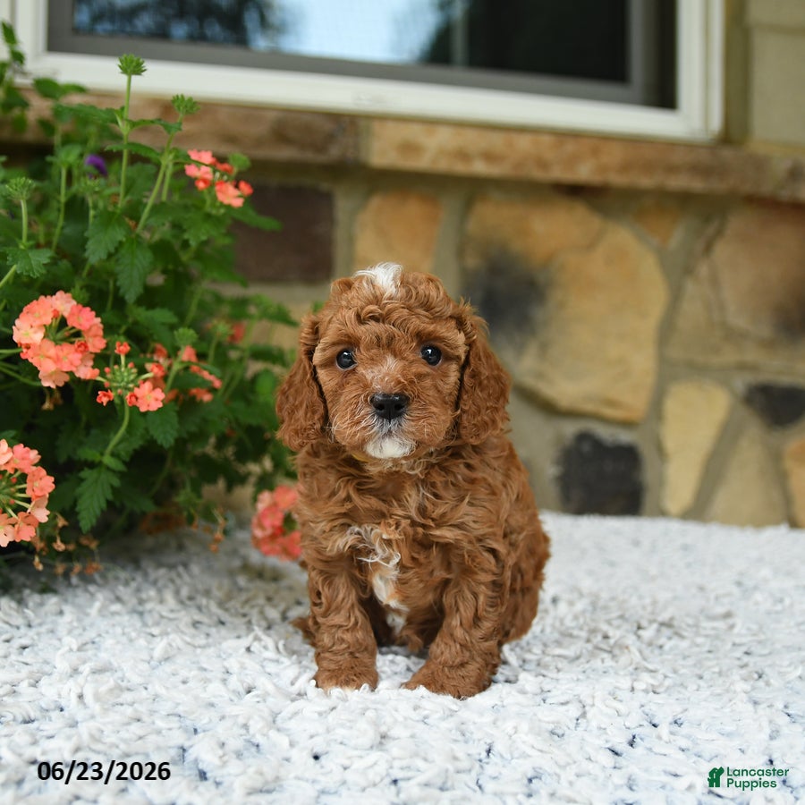 Cavapoo dogs Whisper - Ad 1
