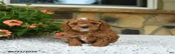Cavapoo dogs for sale: Whisper - Ad 1