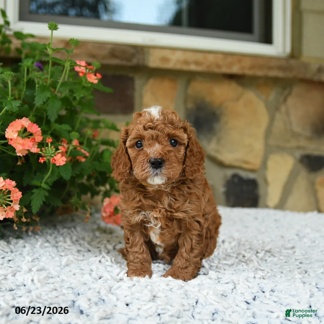 Cavapoo dogs for sale: Whisper - Ad 1