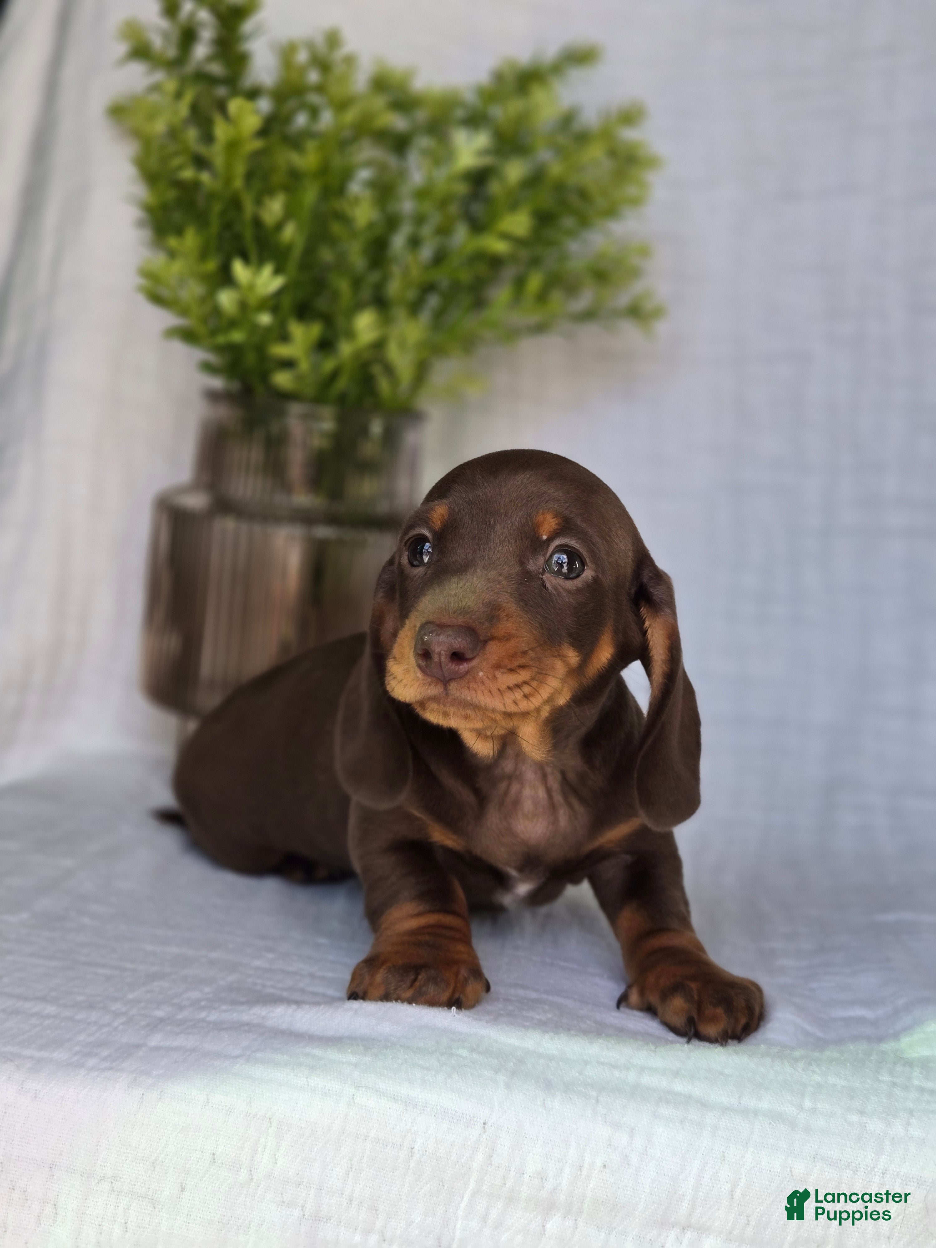 Miniature Dachshund dogs Buddy - Ad 2