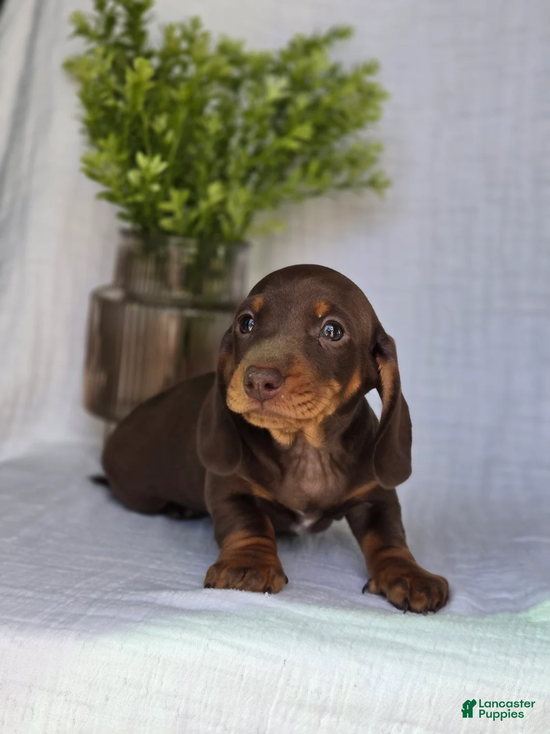 Miniature Dachshund dogs for sale: Buddy - Ad 2