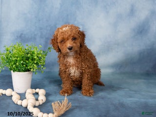 Cockapoo dogs - Ad 34