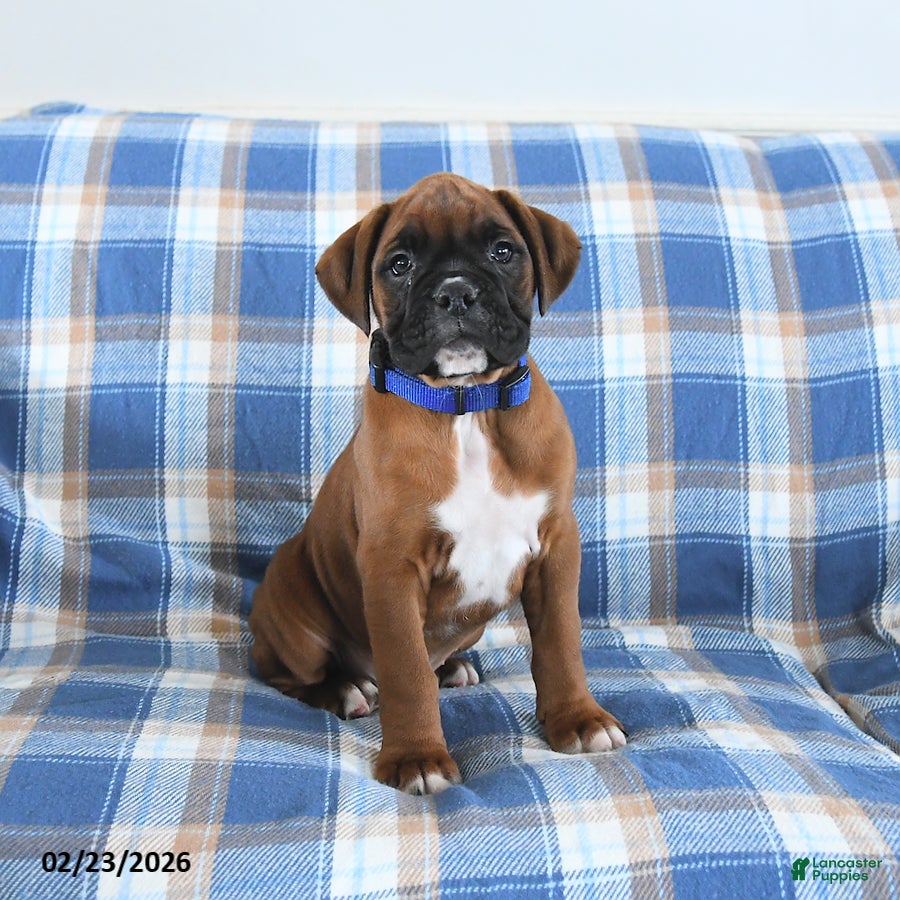 Boxer dogs Chocolate - Ad 1