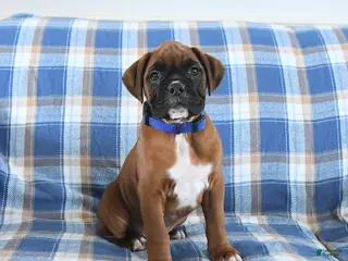 Boxer dogs for sale: Chocolate - Ad 4