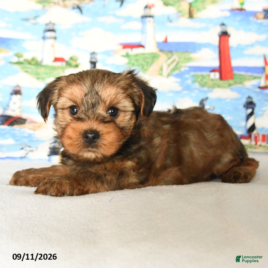 Yorkshire Terrier dogs Pretzel - Ad 2