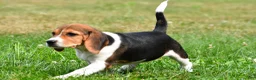 Beagle dogs for sale: Cassidy - Ad 5