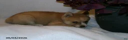 Pomsky dogs for sale: Bella - Ad 4
