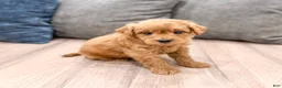 Mini Goldendoodle dogs for sale: Charlie - Ad 4