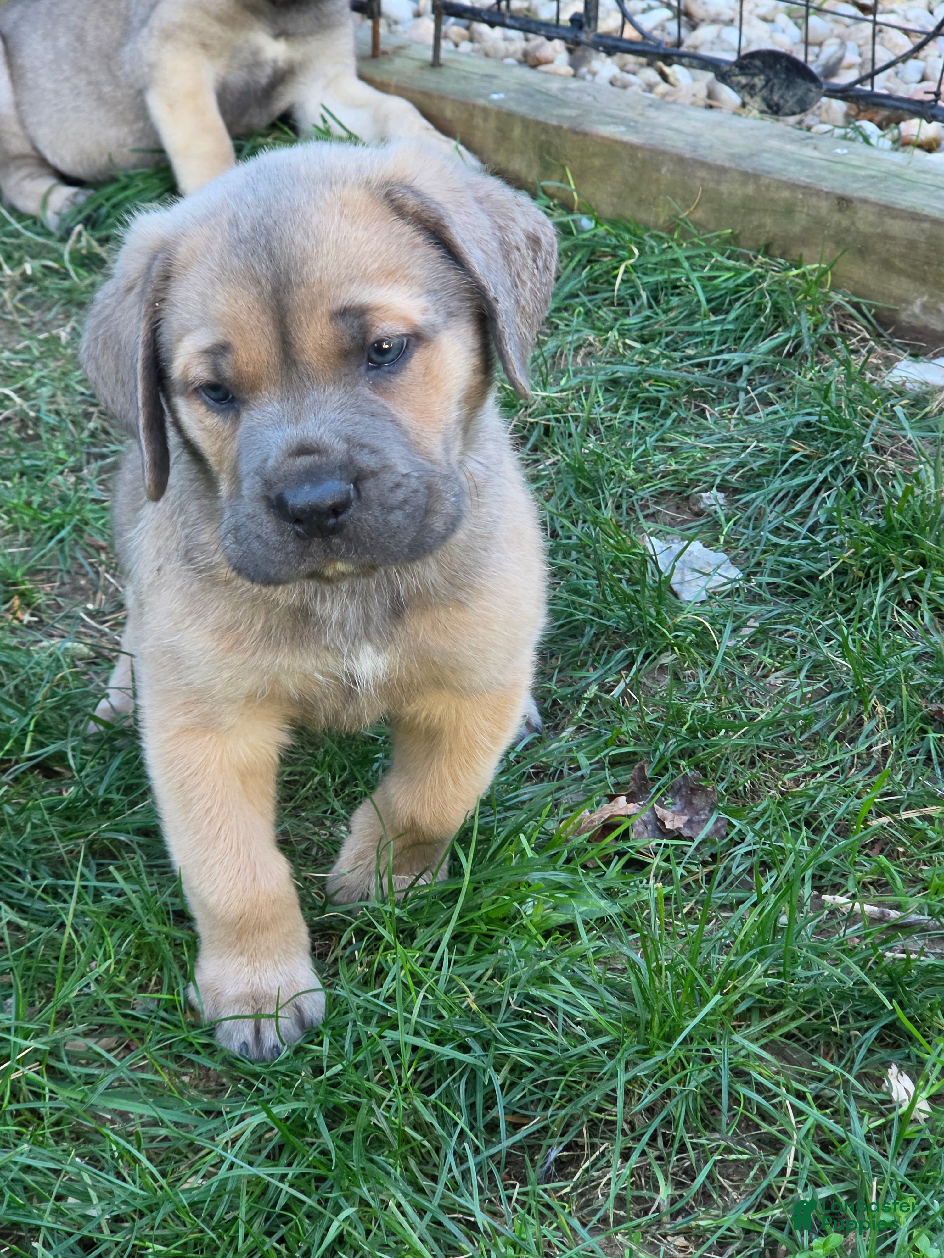 Cane Corso dogs for sale: Zeus - Ad 2