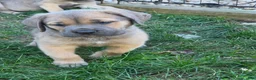 Cane Corso dogs for sale: Zeus - Ad 2