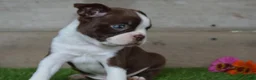 Boston Terrier dogs for sale: Boston Terrier 2 - Ad 5