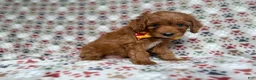 Cockapoo dogs for sale: Marcus - Ad 6