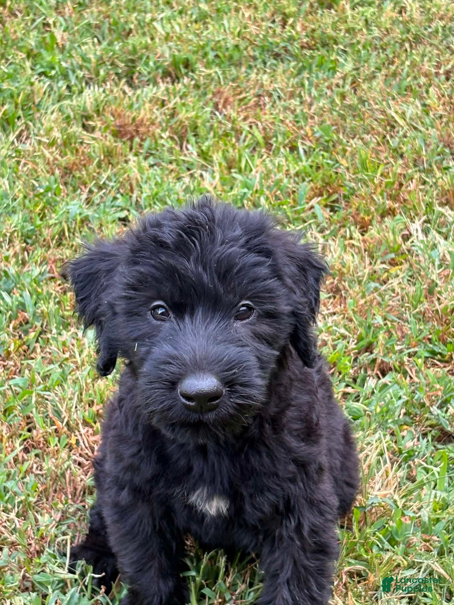 Giant Schnauzer dogs Giant Schnauzer 2 - Ad 18