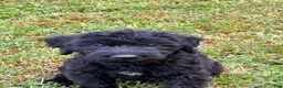 Giant Schnauzer dogs for sale: Giant Schnauzer 2 - Ad 1