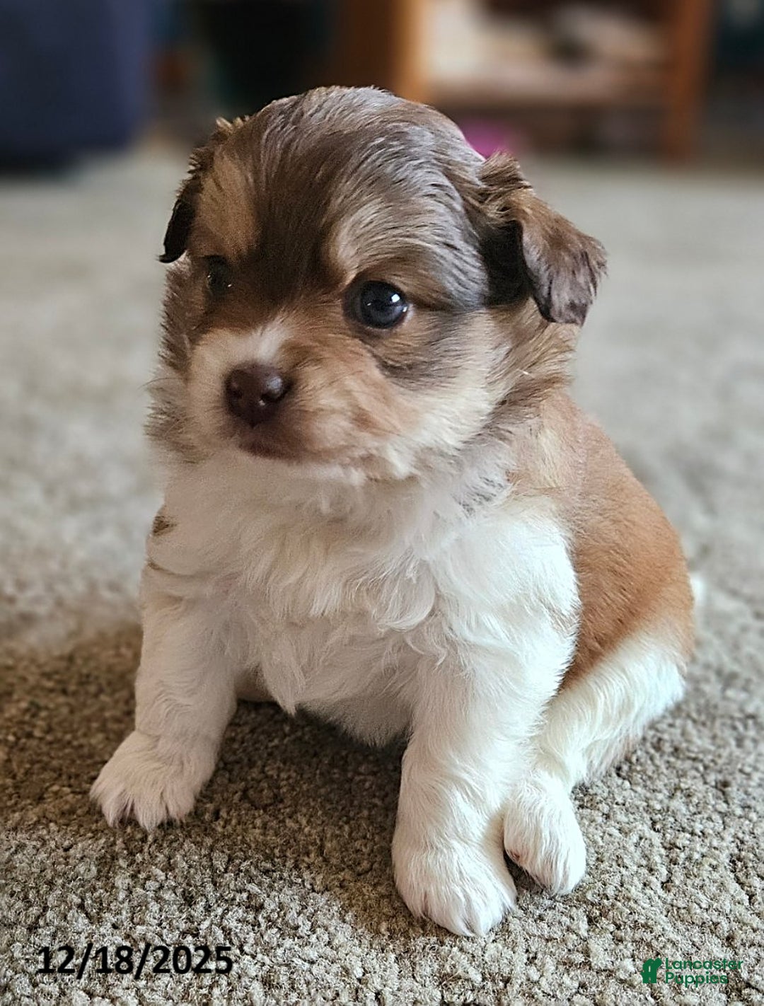 Mixed Breed dogs for sale: Molly - Ad 3