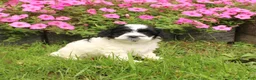 Cavapoochon dogs for sale: Magnum - Ad 1
