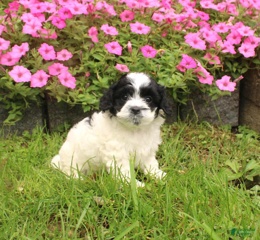 Cavapoochon dogs for sale: Magnum - Ad 1