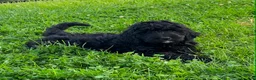 Bernedoodle dogs for sale: Bernedoodle 2 - Ad 1